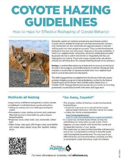 Coyote Hazing Guidelines