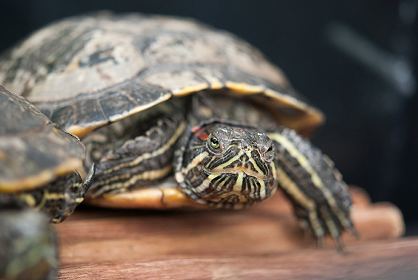 Turtles may be slow, but let them go on their way!