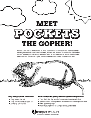 pockets-the-gopher.png