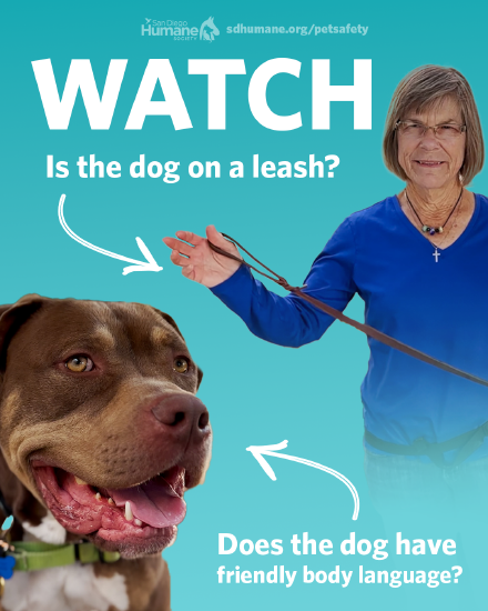488019239-watch.png