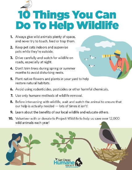 10 things to help wildlife.png