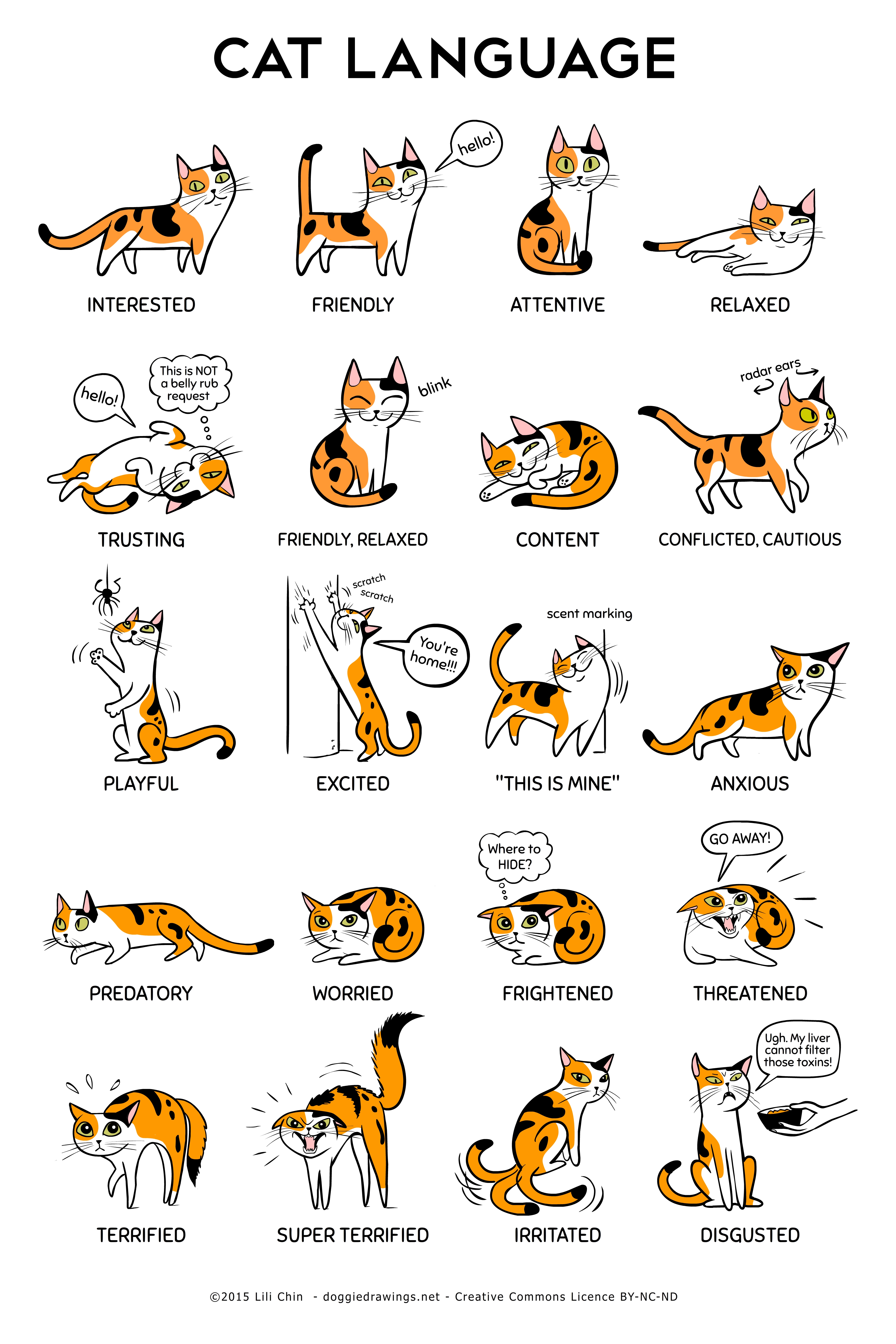 CAT LANGUAGE_LChin.jpg