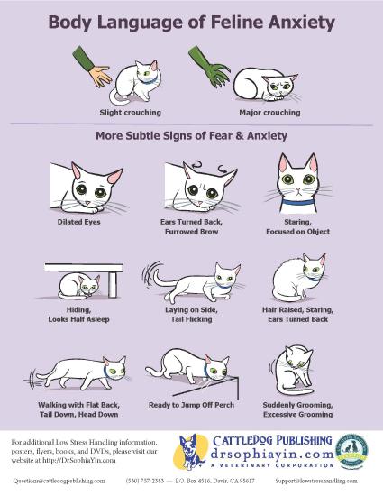 Body Language of Feline Anxiety - Poster.jpg
