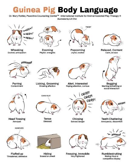 GuineaPigBodyLanguage.jpg