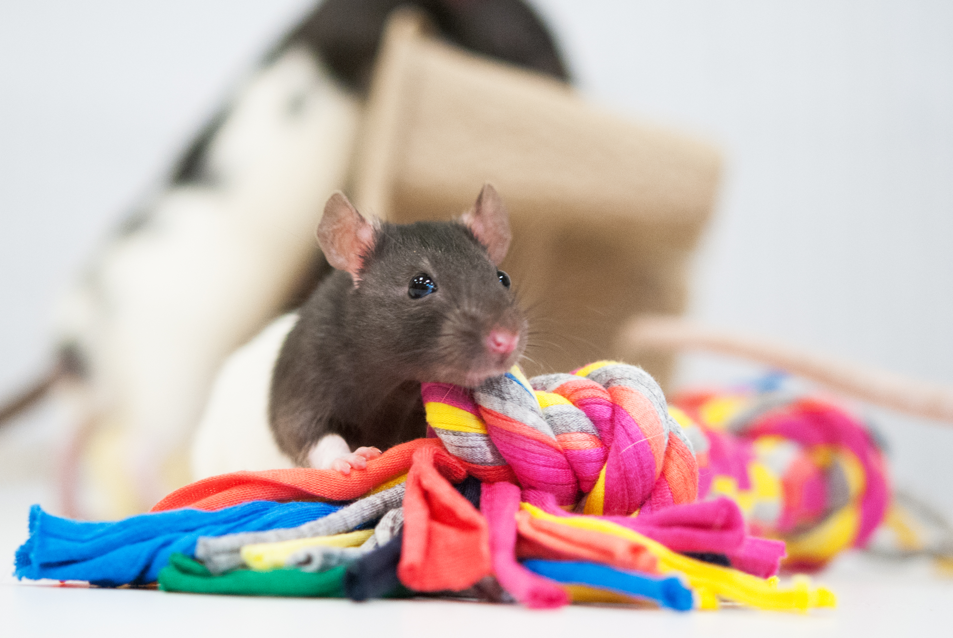 rat-hat.jpg